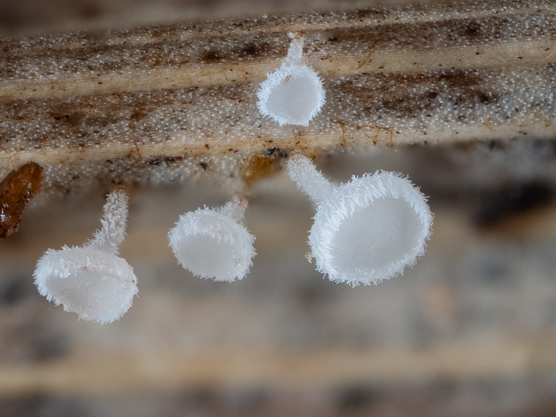 Lachnum longipilosum